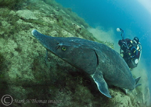 Sterlet.
15mm fisheye. by Mark Thomas 